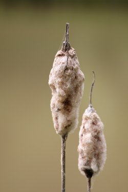 Bullrush and Cobweb.