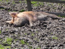 Happy as a Pig In.........!! Wallpaper