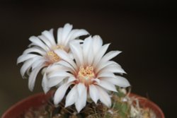 Gymnocalycium Wallpaper