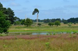 East Wretham Heath Wallpaper