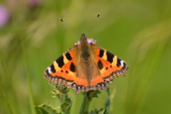 Small tortoiseshell butterfly Wallpaper