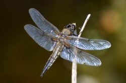 Four-spotted chaser Wallpaper