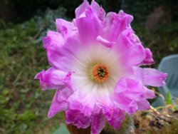 Echinocereus Rigidissimus v Rubispinus Wallpaper