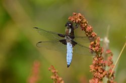Male Broad-bodied Chaser Wallpaper