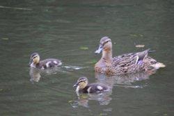 Remember the river rules little ones Wallpaper