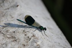 Preparing for take off Wallpaper