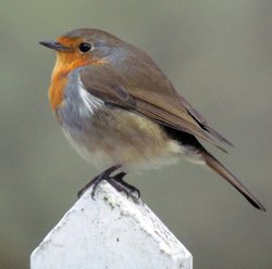 Robin on the gate, Eastcote village Wallpaper