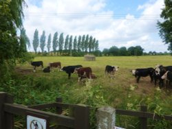 A peaceful view in Henstead Wallpaper