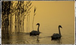 Evening solitude on Oulton Broad Wallpaper
