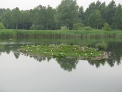 Whisby Nature Reserve Wallpaper