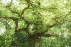 One of the many Oak trees in Sherwood Wallpaper