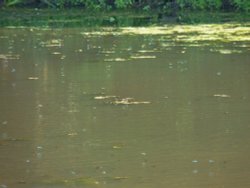 Faerieland Wallpaper