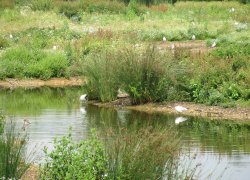 Whisby Nature Reserve Wallpaper