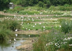 Whisby Nature Reserve Wallpaper