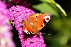 Butterfly at Hartshill Wallpaper
