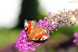Butterfly at Hartshill Wallpaper