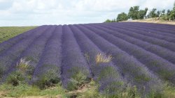 Lavender Fields at Snowshill