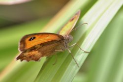 Smile please for the camera Wallpaper