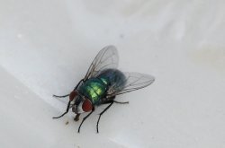 Not all of nature is so pretty Wallpaper