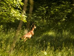 Deer near Grasmere Wallpaper