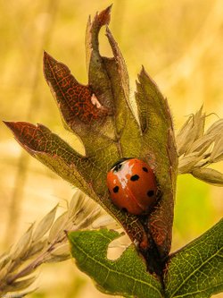 Ladybird