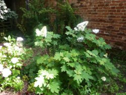 Coned Hydrangea Wallpaper