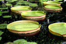 Kew Gardens Wallpaper