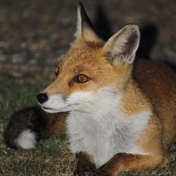 Portrait of the Fetcham Fox. Wallpaper