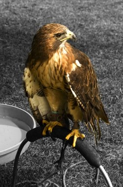 Hull Veterans weekend July 2013