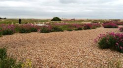 Shingle beach Wallpaper