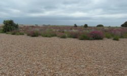 Shingle beach Wallpaper