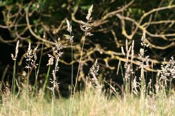 Burghley House Wallpaper
