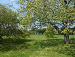 University Parks, Oxford Wallpaper
