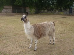 Llama at St Olaves Priory Wallpaper