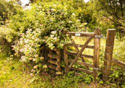 Disused gate Derwentwater Wallpaper