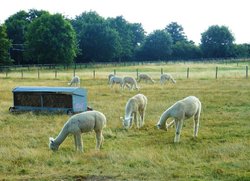 Alpacas at Toft Wallpaper