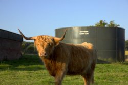 Atherstone Cattle Wallpaper