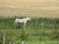 Horse on a field in Henstead Wallpaper