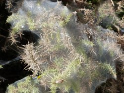 Quantock Hills Wallpaper