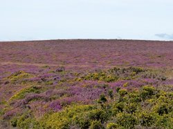 Quantock Hills Wallpaper