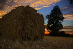 Ansley Lanes Wallpaper