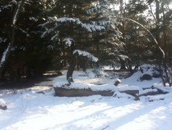 Black Park Winter 2013 Wallpaper