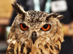 Eagle Owl 1 Haverthwaite Wallpaper