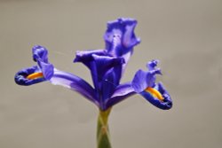 Anglers Arms flower Wallpaper