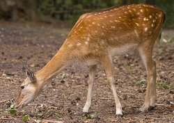 Red Deer at New Forest Wildlife Park Wallpaper