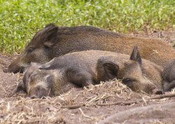 Wild Boar at New Forest Wildlife Park Wallpaper