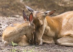 Red Deer at New Forest Wilflife Park Wallpaper