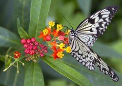 White Butterfly at New Forest Wildlife Park Wallpaper