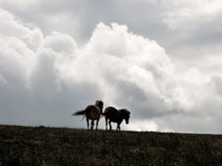 North Hill Wallpaper