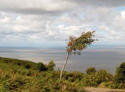 North Hill Wallpaper